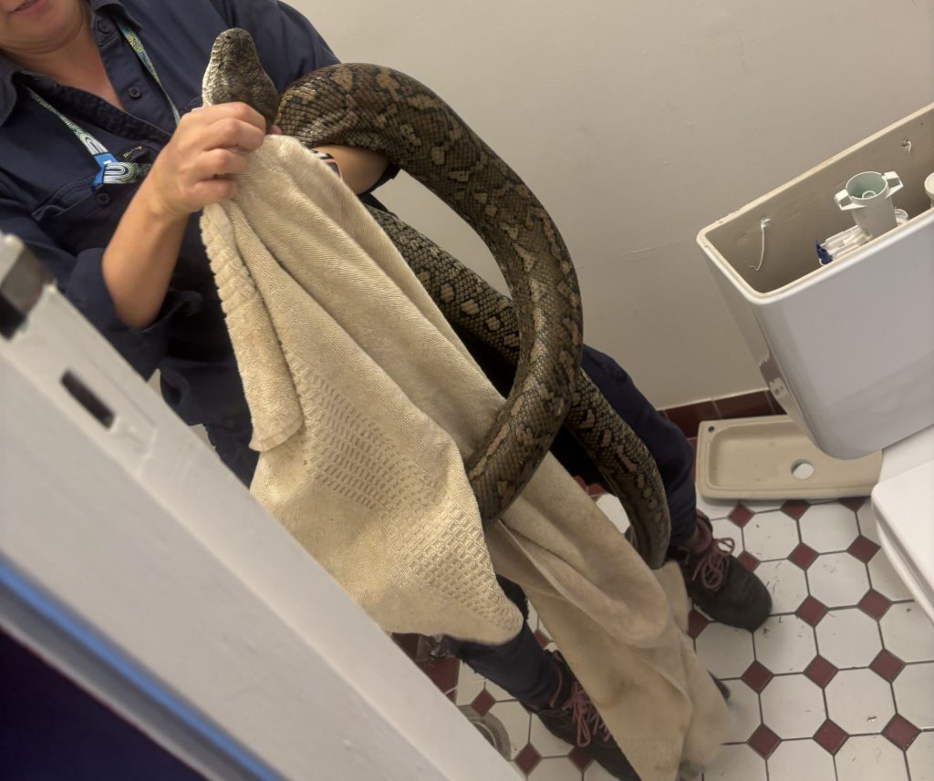 Person holding a large snake retrieved from a toilet, with plumbing parts visible.